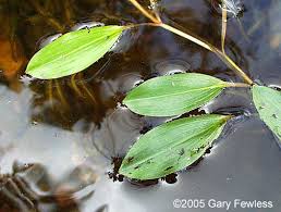 Attēlu rezultāti vaicājumam “Potamogeton rutilus”