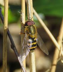 Attēlu rezultāti vaicājumam “Syrphus torvus”