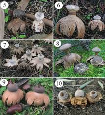 Attēlu rezultāti vaicājumam “Geastrum minimum”