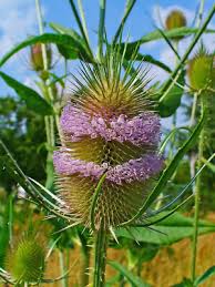 Attēlu rezultāti vaicājumam “Dipsacus fullonum flower”