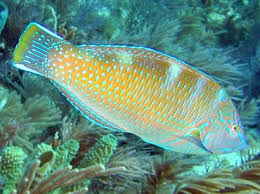 Image result for Halichoeres radiatus