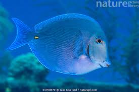 Image result for Acanthurus coeruleus