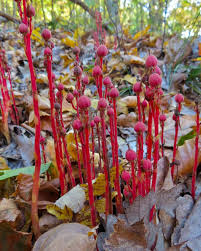 Attēlu rezultāti vaicājumam “Monotropa hypopitys bud”