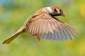 Image result for vogel