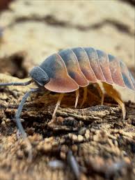 Attēlu rezultāti vaicājumam “Dienerella elongata”