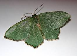 Attēlu rezultāti vaicājumam “Hemithea aestivaria”