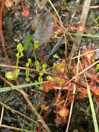 Attēlu rezultāti vaicājumam “Hammarbya paludosa leaf”