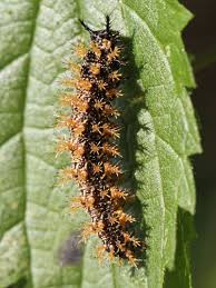 Attēlu rezultāti vaicājumam “Araschnia levana upperside”