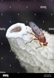 Attēlu rezultāti vaicājumam “Phleogena faginea sessile”