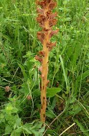 Attēlu rezultāti vaicājumam “Orobanche elatior flower”