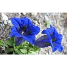 Image result for Enzian