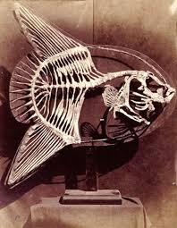 Image result for Mola alexandrini