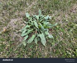 Attēlu rezultāti vaicājumam “Rumex obtusifolius”