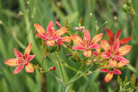 Image result for Pardancanda norrisii