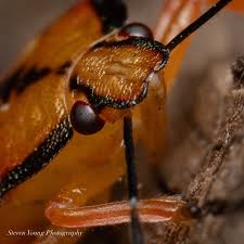 Attēlu rezultāti vaicājumam “Macrosteles sp. nymph”