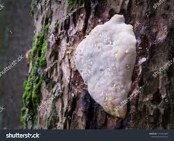 Attēlu rezultāti vaicājumam “Ischnoderma benzoinum”