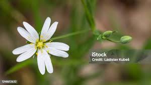 Attēlu rezultāti vaicājumam “Stellaria graminea flower”