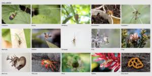 Attēlu rezultāti vaicājumam “Cribraria aurantiaca spores”