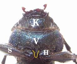 Attēlu rezultāti vaicājumam “Callidium violaceum”