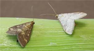 Attēlu rezultāti vaicājumam “Euura brevicornis”