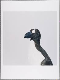 Image result for Pinguinus impennis