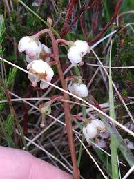 Attēlu rezultāti vaicājumam “Pyrola media”