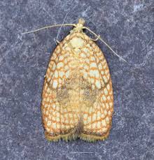 Attēlu rezultāti vaicājumam “Acleris forsskaleana”