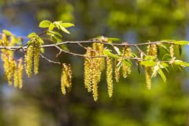 Attēlu rezultāti vaicājumam “Carpinus betulus male flower”