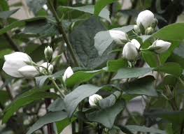 Attēlu rezultāti vaicājumam “Philadelphus coronarius leaf”