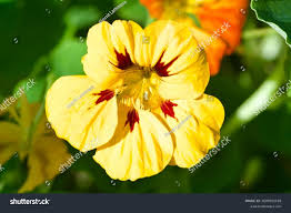 Image result for Tropaeolum minus