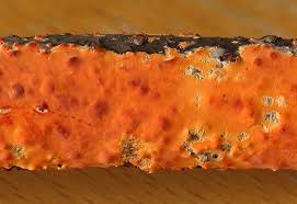 Attēlu rezultāti vaicājumam “Peniophora laurentii”