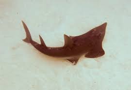 Image result for Rhynchobatus australiae