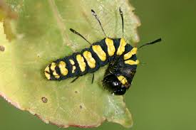 Attēlu rezultāti vaicājumam “Acronicta alni”