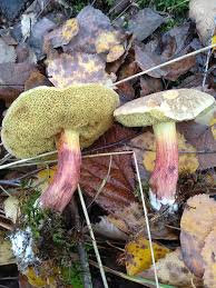 Attēlu rezultāti vaicājumam “Xerocomus chrysenteron”