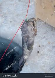 Image result for Anarhichas minor