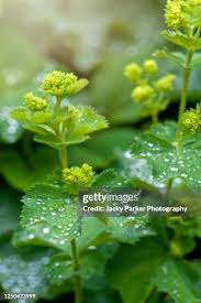 Image result for Alchemilla vulgaris