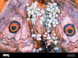 Attēlu rezultāti vaicājumam “Saturnia pavonia eggs”