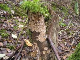 Attēlu rezultāti vaicājumam “Stereum rugosum”