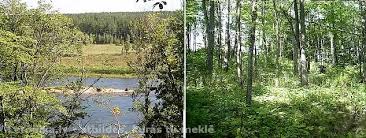 Attēlu rezultāti vaicājumam “Populus x lettland”