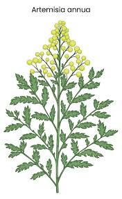 Image result for Artemisia annua