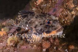 Image result for Myoxocephalus octodecemspinosus