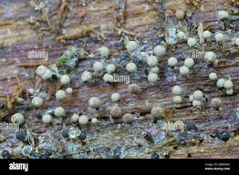 Attēlu rezultāti vaicājumam “Cribraria piriformis”