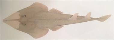 Image result for Glaucostegus cemiculus