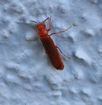 Attēlu rezultāti vaicājumam “Lymexylidae”