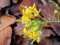 Attēlu rezultāti vaicājumam “Sisymbrium loeselii”