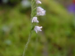 Attēlu rezultāti vaicājumam “Goodyera repens flower”