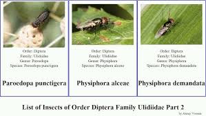 Attēlu rezultāti vaicājumam “Tetanops myopina”