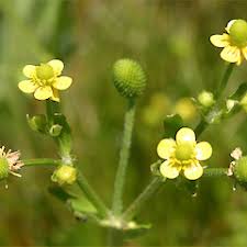 Attēlu rezultāti vaicājumam “Ranunculus sceleratus fruit”