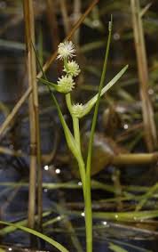 Attēlu rezultāti vaicājumam “Sparganiaceae”