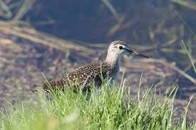 Attēlu rezultāti vaicājumam “Tringa glareola adult”
